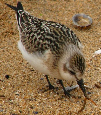 Szukam po?ywienia w atlantyckim piasku.
Keywords: piaskowiec calidris alba malin beg podroze animals