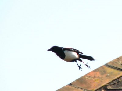 sroka startuje
Ca?kiem fajnie wysz?o. :-D
Keywords: sroka magpie Dublin Irlandia Ireland